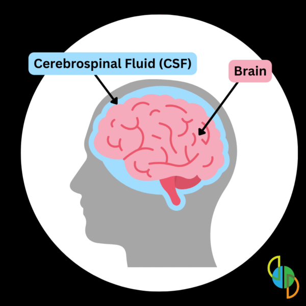 diagram illustration of cerebrospinal fluid